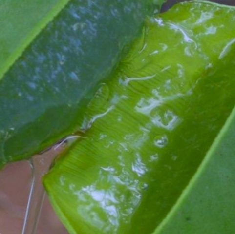 Gel de aloe vera casero: paso a paso para resultados óptimos