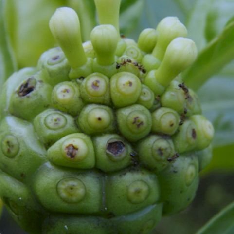 Las hojas de noni para adelgazar: una ayuda para perder peso